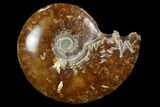 Polished, Agatized Ammonite (Cleoniceras) - Madagascar #97334-1